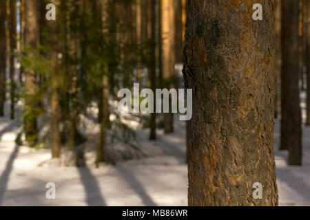 Amtsleitung von Pine closeup auf einen unscharfen Hintergrund eines sonnigen Frühling Wald mit schmelzender Schnee Stockfoto