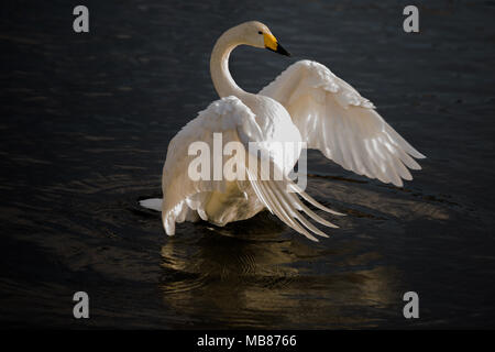 Einen wunderschönen sibirischen Swan breitet seine Flügel Stockfoto