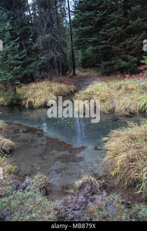 Fotos von Yellowstone und Grand Teton National Park Stockfoto