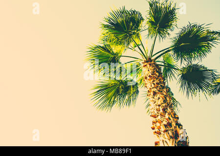 Palme auf der getönten Beige Himmel Hintergrund Trendfarbe. Surrealistische Vintage Style Kopieren Platz für Text. Tropischen Pflanzen. Meer Meer Strand Urlaub. Stockfoto