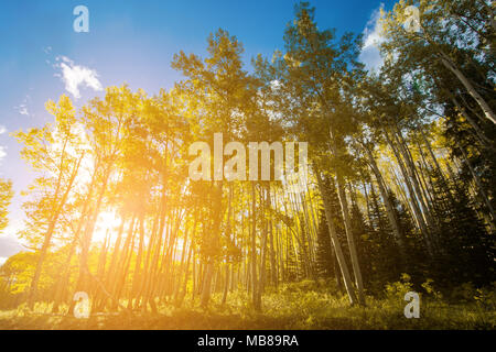 Hell scheint die Sonne durch den Wald von Golden Aspen in Colorado Herbst Landschaften Stockfoto