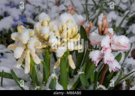 Gemeinsame Hyazinthe, Hyacint (Hyacinthus orientalis) Stockfoto