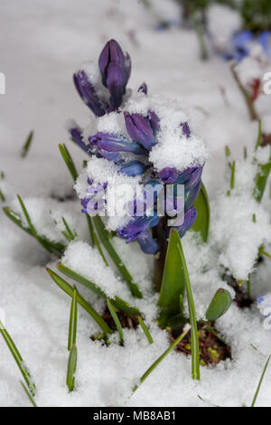 Gemeinsame Hyazinthe, Hyacint (Hyacinthus orientalis) Stockfoto