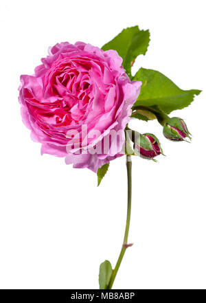 "Königin von Schweden, Austiger 'English Rose, Engelsk ros (Rosa) Stockfoto