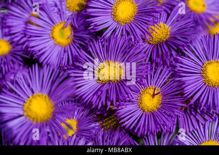 New York, Höstaster Aster (Aster novi-belgii) Stockfoto