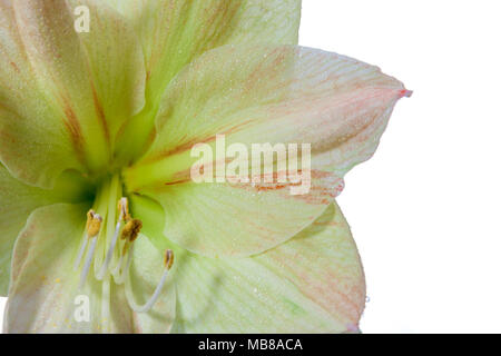 "Intokasie "Hippeastrum, Amaryllis (Hippeastrum x hortorum) Stockfoto