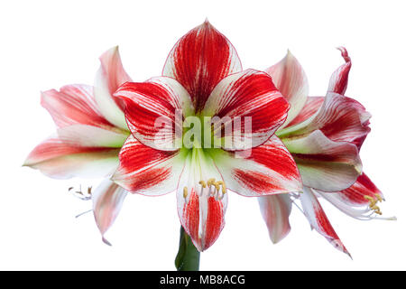 'Ambiente' Hippeastrum, Amaryllis (Hippeastrum x hortorum) Stockfoto