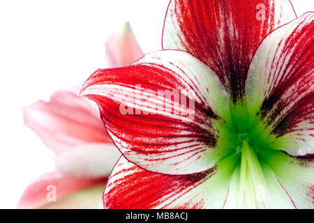 'Ambiente' Hippeastrum, Amaryllis (Hippeastrum x hortorum) Stockfoto