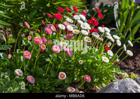 Daisy, Tusensköna (Bellis perennis) Stockfoto