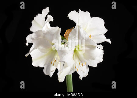 "Intokasie "Hippeastrum, Amaryllis (Hippeastrum x hortorum) Stockfoto