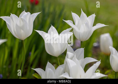 Apporo's 'Lily blühenden Tulpe, Liljetulpan (Tulipa gesneriana) Stockfoto