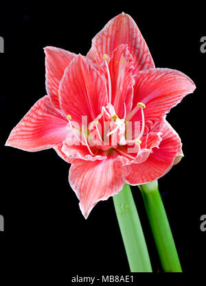 'Sweet Nymph' Hippeastrum, Amaryllis (Hippeastrum x hortorum) Stockfoto