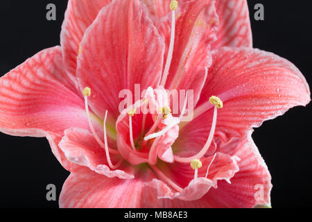 'Sweet Nymph' Hippeastrum, Amaryllis (Hippeastrum x hortorum) Stockfoto