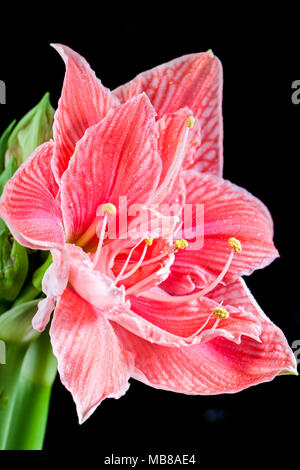 'Sweet Nymph' Hippeastrum, Amaryllis (Hippeastrum x hortorum) Stockfoto