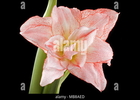 'Aphrodite' Hippeastrum, Amaryllis (Hippeastrum x hortorum) Stockfoto