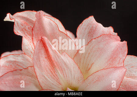 'Aphrodite' Hippeastrum, Amaryllis (Hippeastrum x hortorum) Stockfoto