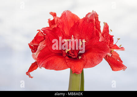 "Ragtime" Hippeastrum, Amaryllis (Hippeastrum x hortorum) Stockfoto