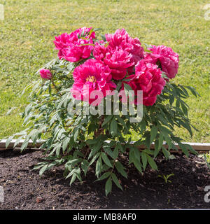 Baumpäonie, Buskpion (Paeonia suffruticosa) Stockfoto