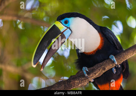 Die zerfurchte Gelb toucan (Ramphastos culminatus) ist eine Pflanzenart aus der Gattung Ramphastos Stockfoto