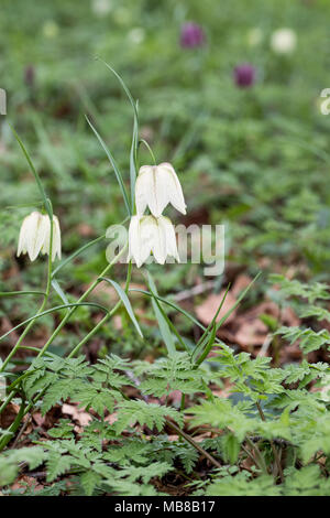 Nahaufnahme einer Wildblume, der weißen Fritillaria meleagris, die auf einer Wiese in England, Großbritannien, blüht Stockfoto