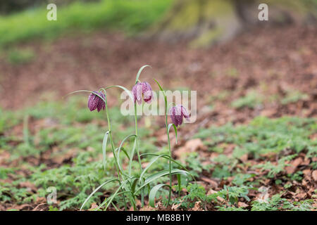 Nahaufnahme einer Wildblume Fritillaria meleagris, die auf einer Wiese in England blüht Stockfoto