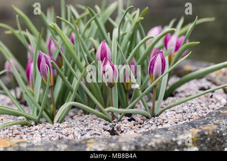 Nahaufnahme des Miniatur-Zwergs Tulipa humilis "Persian Pearl", der in einem Federgarten-Container UK gepflanzt wurde Stockfoto