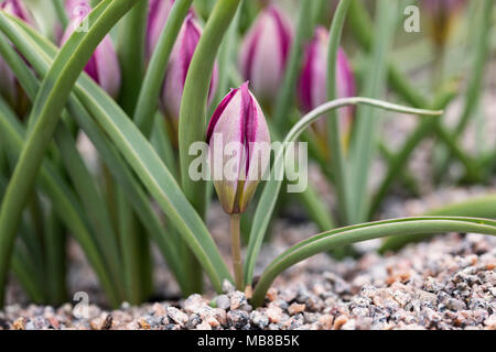 Nahaufnahme des Miniatur-Zwergs Tulipa humilis "Persian Pearl", der in einem Federgarten-Container UK gepflanzt wurde Stockfoto