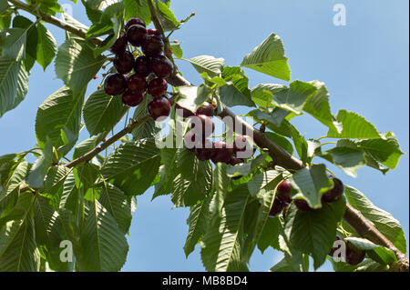 Kommissionierung Kirschen im Sommer Sonnenschein in Kent, den Garten von England Stockfoto