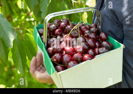 Kommissionierung Kirschen im Sommer Sonnenschein in Kent, den Garten von England Stockfoto