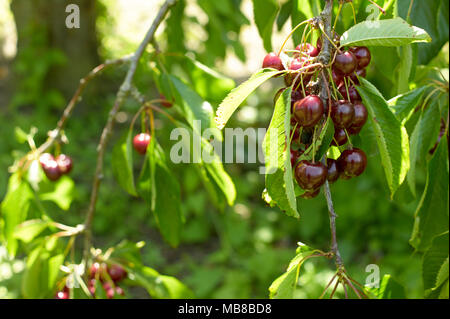 Kommissionierung Kirschen im Sommer Sonnenschein in Kent, den Garten von England Stockfoto
