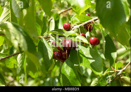 Kommissionierung Kirschen im Sommer Sonnenschein in Kent, den Garten von England Stockfoto