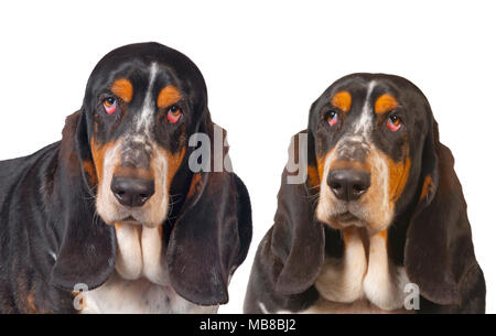 Pet-Basset Hound Portrait Stockfoto