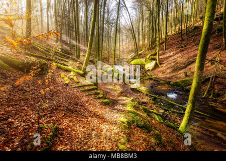 Winter Morgen im Karlstal bei Trippstadt Stockfoto