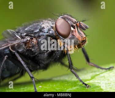 Schlag Fliegen (Calliphora vomitoria) schließen mit der Diagnose gelbe Haare auf dem Kopf. Tipperary, Irland Stockfoto