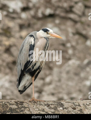 Graureiher (Ardea cinerea) ruht auf einem Bein auf einer Steinmauer. Tipperary, Irland Stockfoto