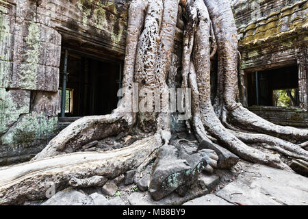 Baumwurzeln bei Ta Prohm, 12. Jahrhundert ruiniert buddhistischen Tempel, Angkor Ort, Provinz Siem Reap, Kambodscha Asien (siehe auch Bild MB8BXR) Stockfoto