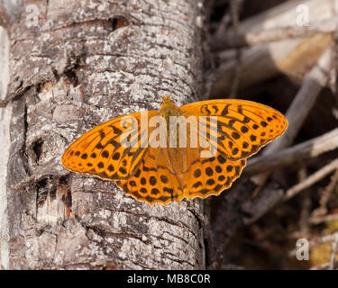 Silber gewaschen Fritillaryschmetterling (Ceriagrion tenellum) mit offenen Flügeln ruht auf alten Niederlassung in Woodland. Tipperary, Irland Stockfoto