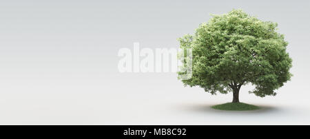 Baum, Natur, leben, Umgebung, 3D-Rendering illustration Stockfoto