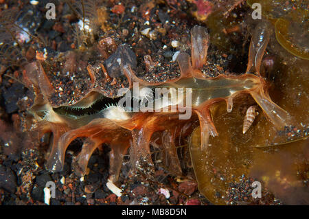 Grobe Stifteschale (Pinna rudis) in Mar de las Calmas Marine Reserve (El Hierro, Kanarische Inseln, Spanien) Stockfoto