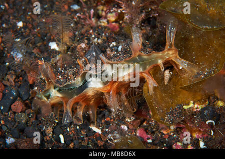 Grobe Stifteschale (Pinna rudis) in Mar de las Calmas Marine Reserve (El Hierro, Kanarische Inseln, Spanien) Stockfoto