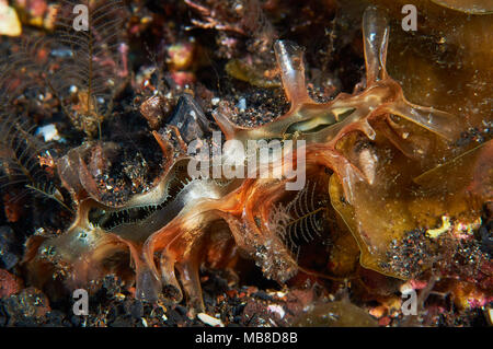 Grobe Stifteschale (Pinna rudis) in Mar de las Calmas Marine Reserve (El Hierro, Kanarische Inseln, Spanien) Stockfoto