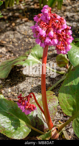Bergenia cordifolia Purpurea Blumen closeup1.jpg Stockfoto