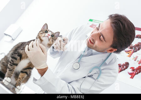 ? An in den Ohren angesehen wird. Tierklinik Konzept. Dienstleistungen von einem Arzt für Tiere, die Gesundheit und die Behandlung von Haustieren Stockfoto