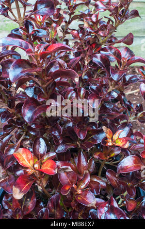 Coprosma 'Tequila Sunrise' ist ein immergrüner kompakte Strauch mit Blättern, die von Grün über Gelb bis Dunkelrot und das ganze Jahr orange gespült. Stockfoto