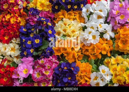 Gemischte Primel Primeln in verschiedenen Farben blühen im Frühjahr. Stockfoto