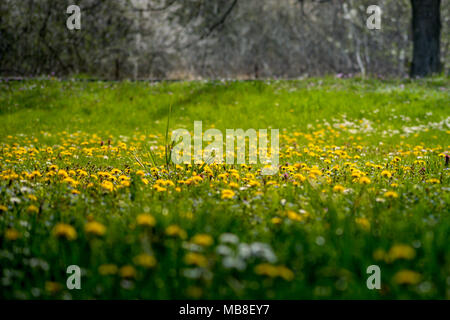 Gelber Löwenzahn auf der Wiese im Frühling Morgen Stockfoto