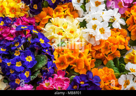 Gemischte Primel Primeln in verschiedenen Farben blühen im Frühjahr. Stockfoto