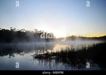 Nebel auf dem Wasser und Reflexion der Bäume zu Dunns Swamp NSW Australien Stockfoto