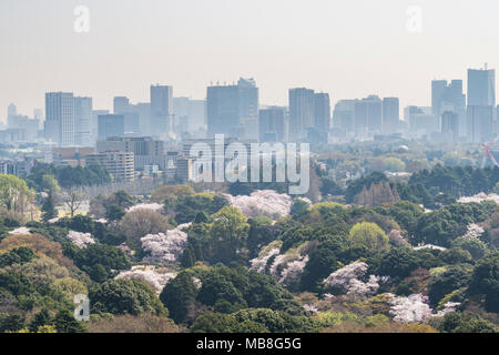 Luftaufnahme von Shinjuku Gyoen Garten im Frühjahr, Shinjuku, Tokyo, Japan Stockfoto