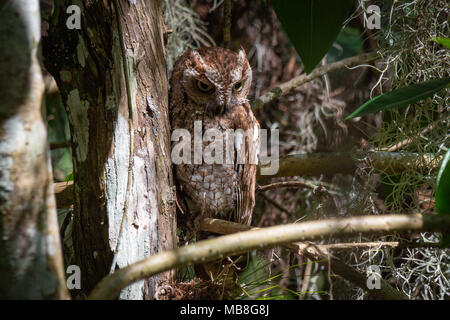 Östlichen Screech-Owl auf der Suche nach Beute Stockfoto